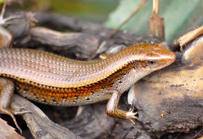 Loài bò sát nhìn "sợ khiếp vía" thành đặc sản trứ danh miền Tây