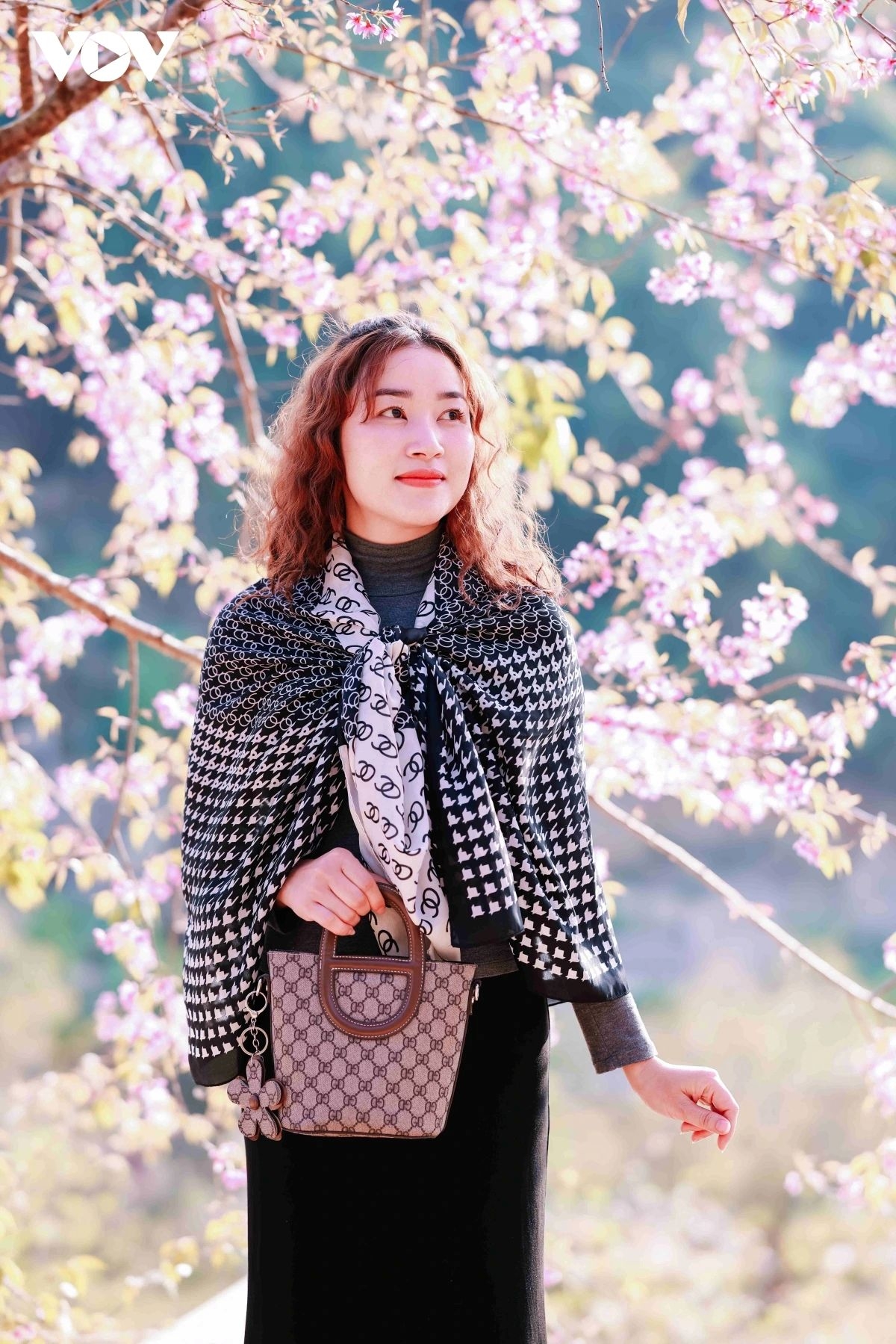 cherry blossoms paint moc chau plateau pink, drawing spring visitors picture 2