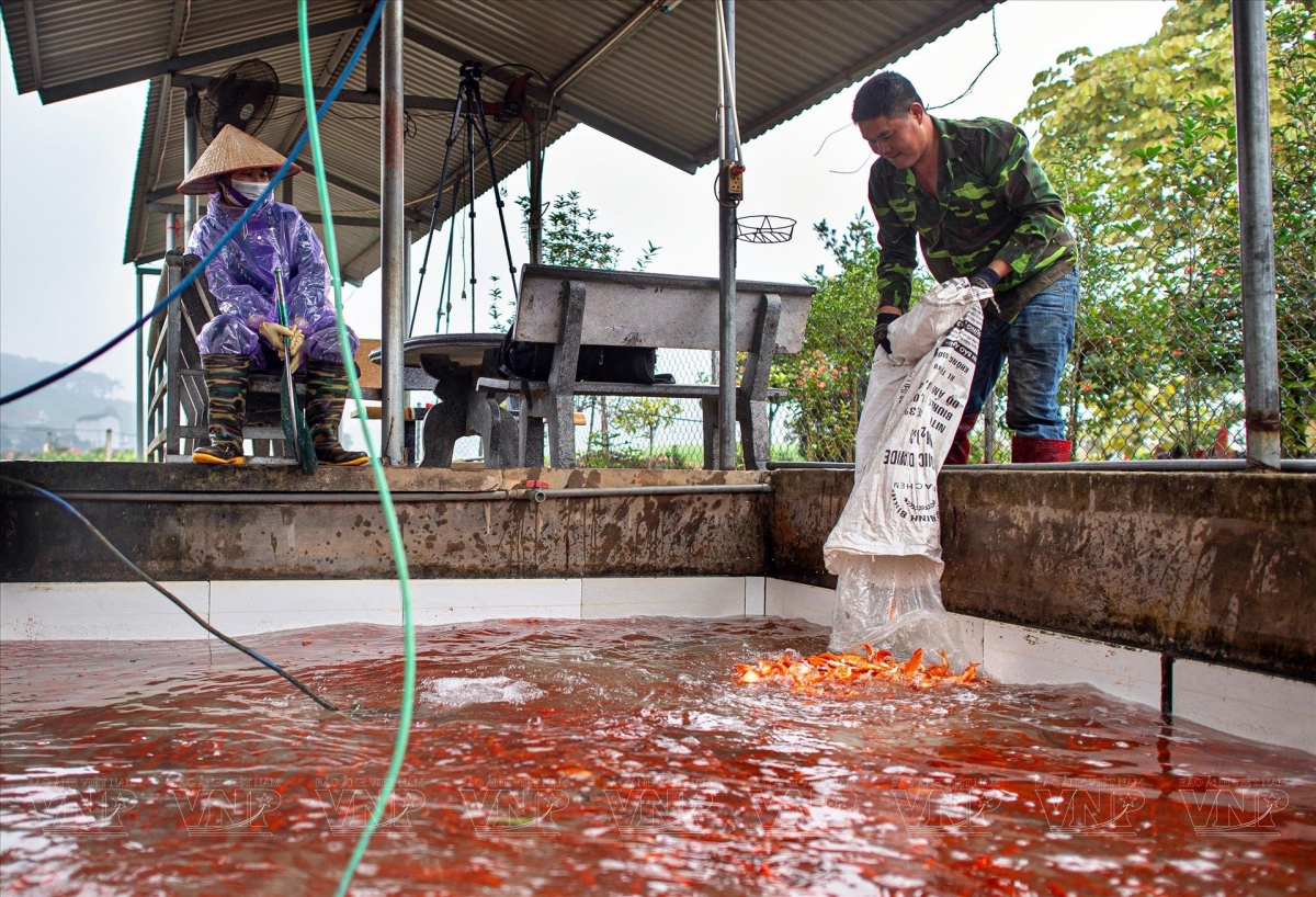 23 tháng Chạp cận kề, thị trường cá chép đỏ lại vào cao điểm