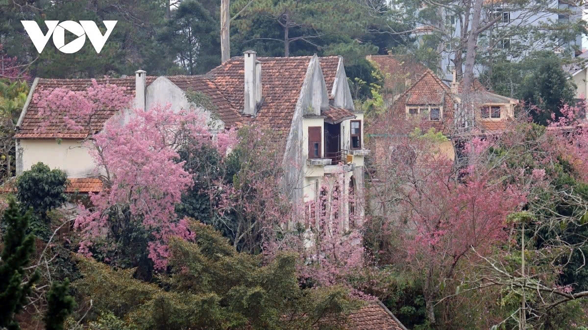 cherry blossoms burst into bloom in da lat as spring arrives picture 3