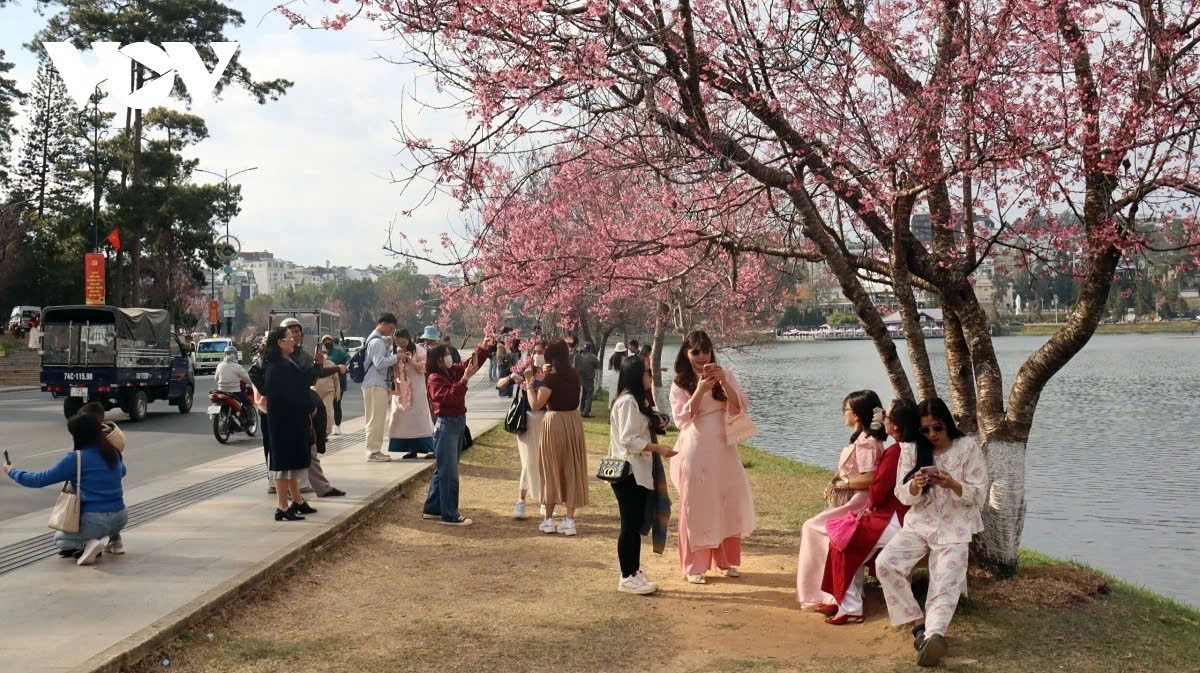 cherry blossoms burst into bloom in da lat as spring arrives picture 4