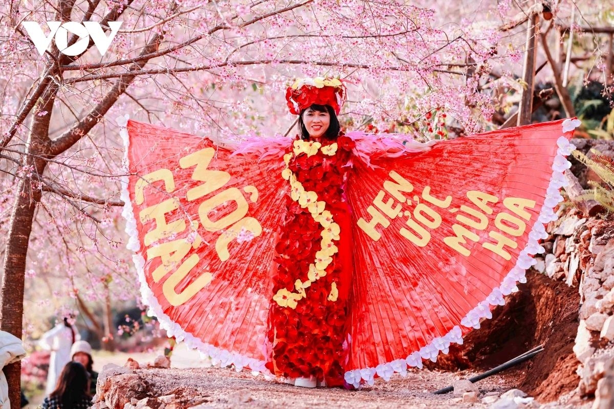 cherry blossoms paint moc chau plateau pink, drawing spring visitors picture 5