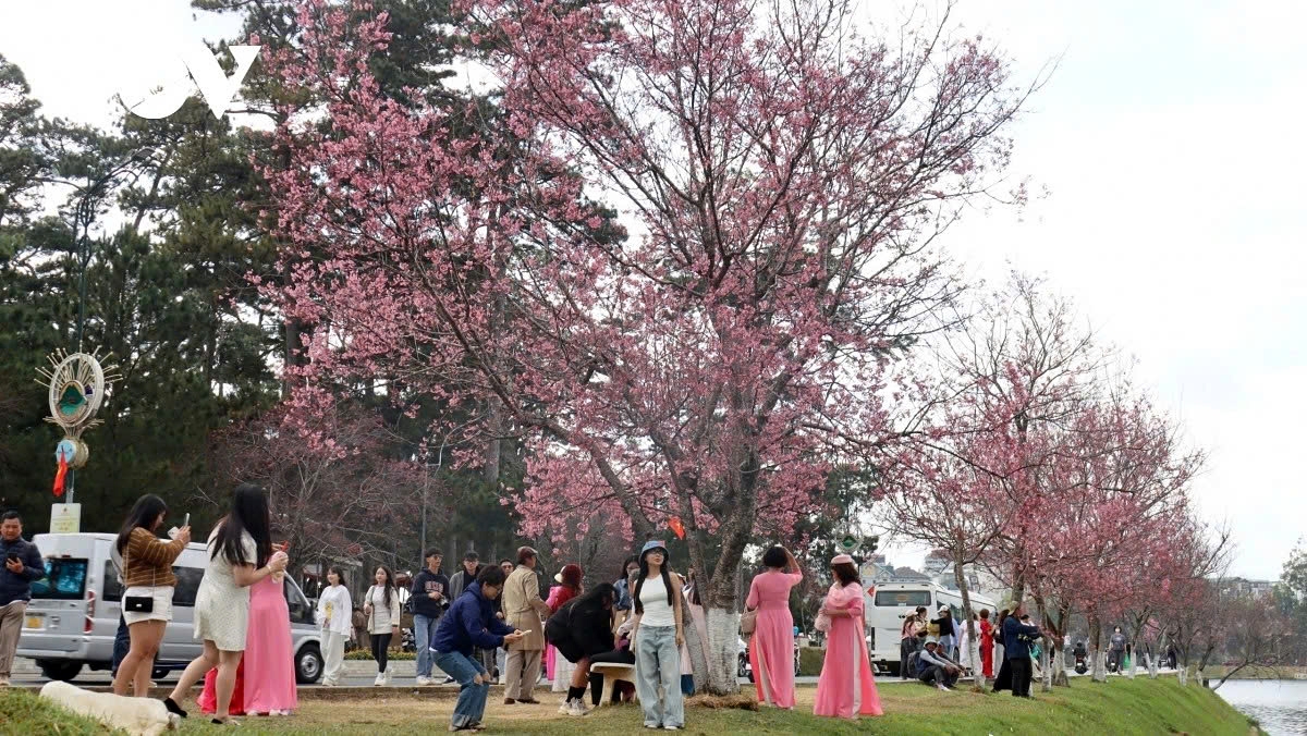 cherry blossoms burst into bloom in da lat as spring arrives picture 6
