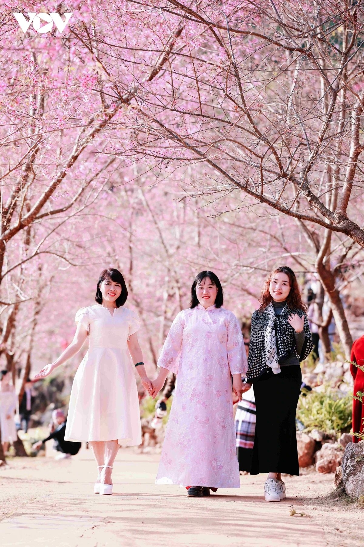 cherry blossoms paint moc chau plateau pink, drawing spring visitors picture 6