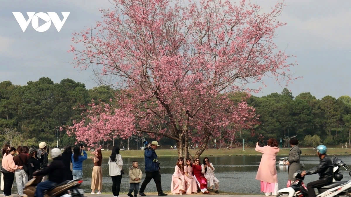 cherry blossoms burst into bloom in da lat as spring arrives picture 7