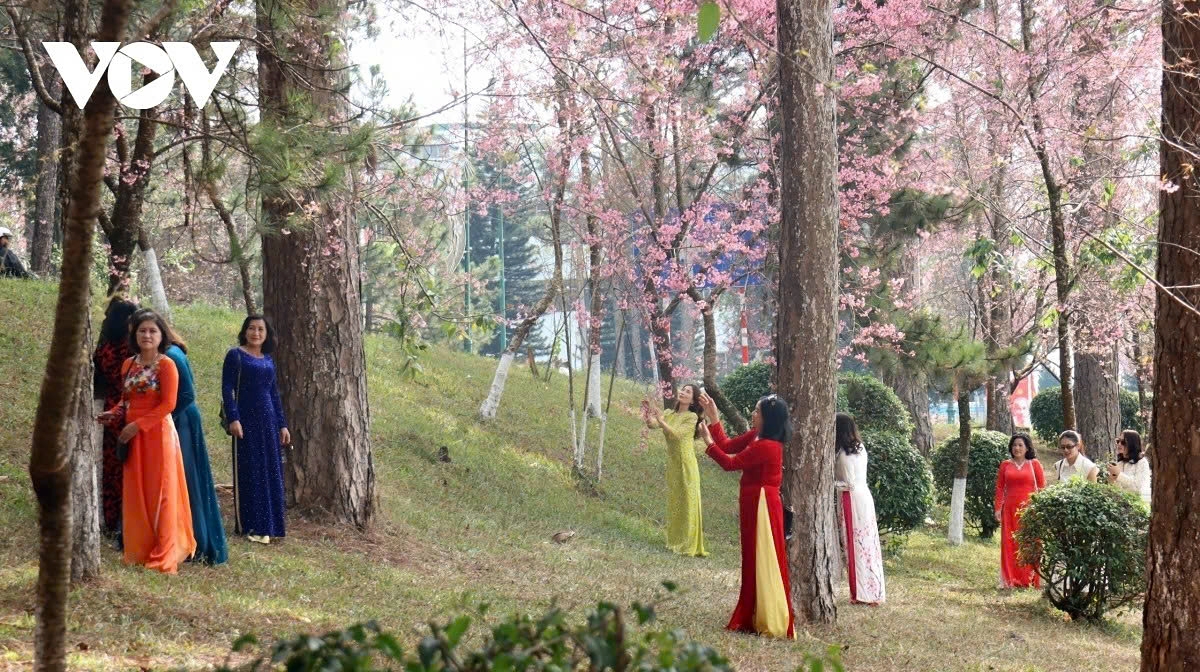 cherry blossoms burst into bloom in da lat as spring arrives picture 8