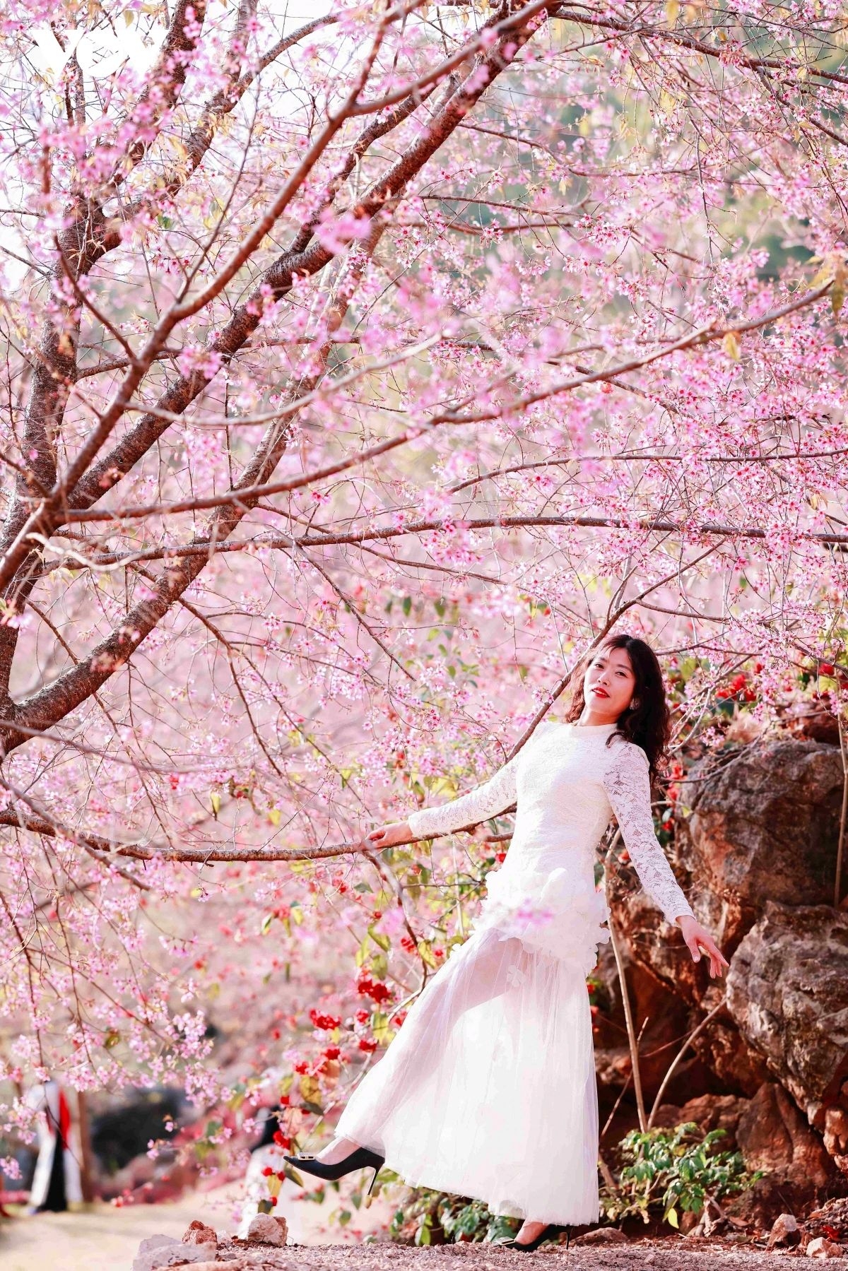 cherry blossoms paint moc chau plateau pink, drawing spring visitors picture 8