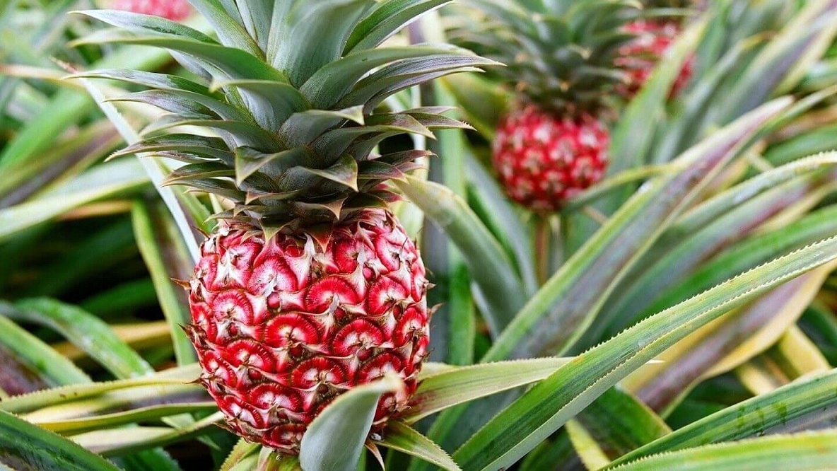 Dứa son hút khách thị trường cây cảnh những ngày đầu Xuân