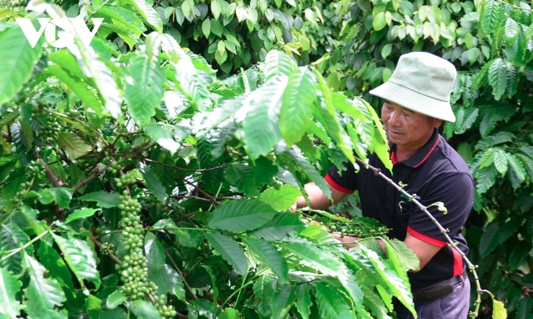 coffee exports top us 1 billion in january, global price risks loom picture 1