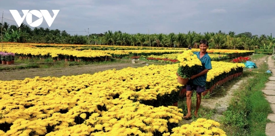 tet ornamental flower market in dong thap sees slow sales, falling prices picture 1