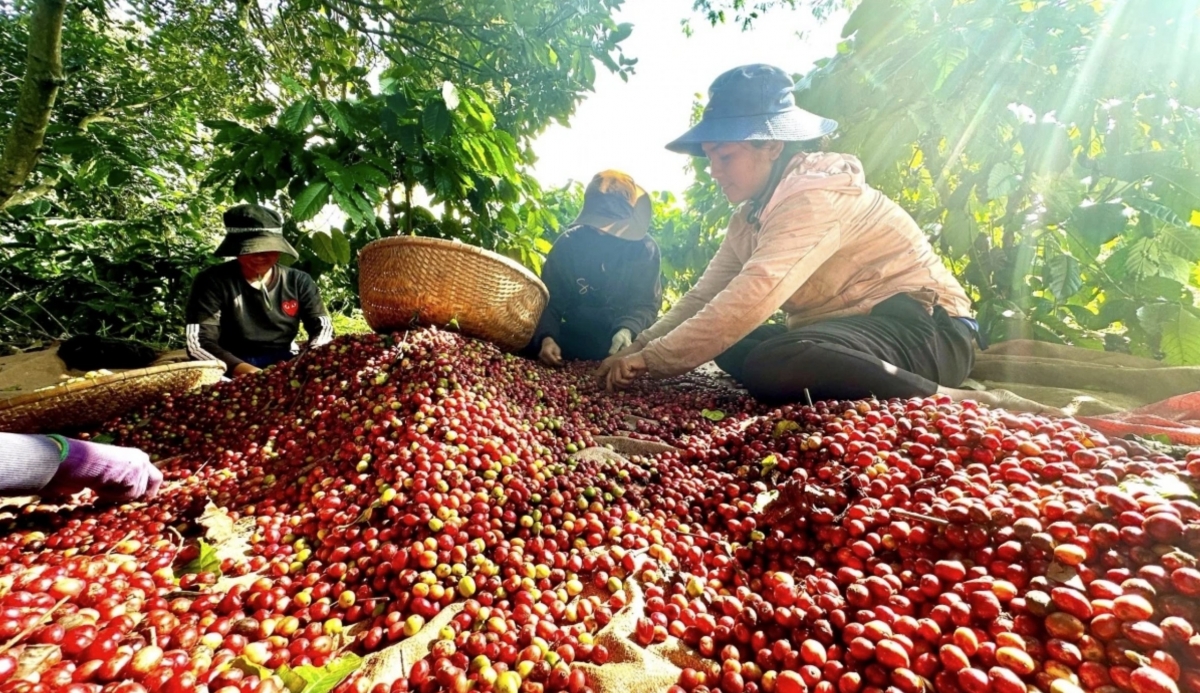 vietnamese firms seek partners at chocolate and coffee fair in algeria picture 1