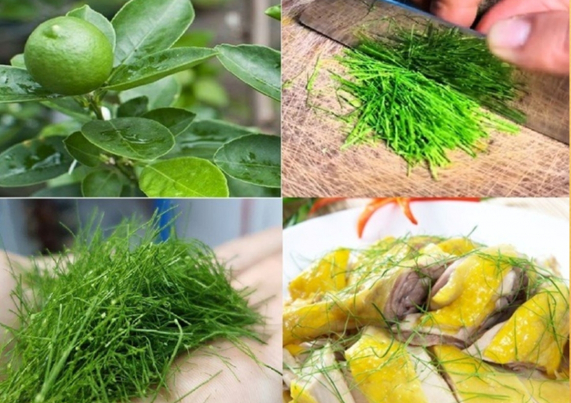 viet nam co la gia vi khong the thieu trong mam co tet, tot chang kem thuoc bo hinh anh 1