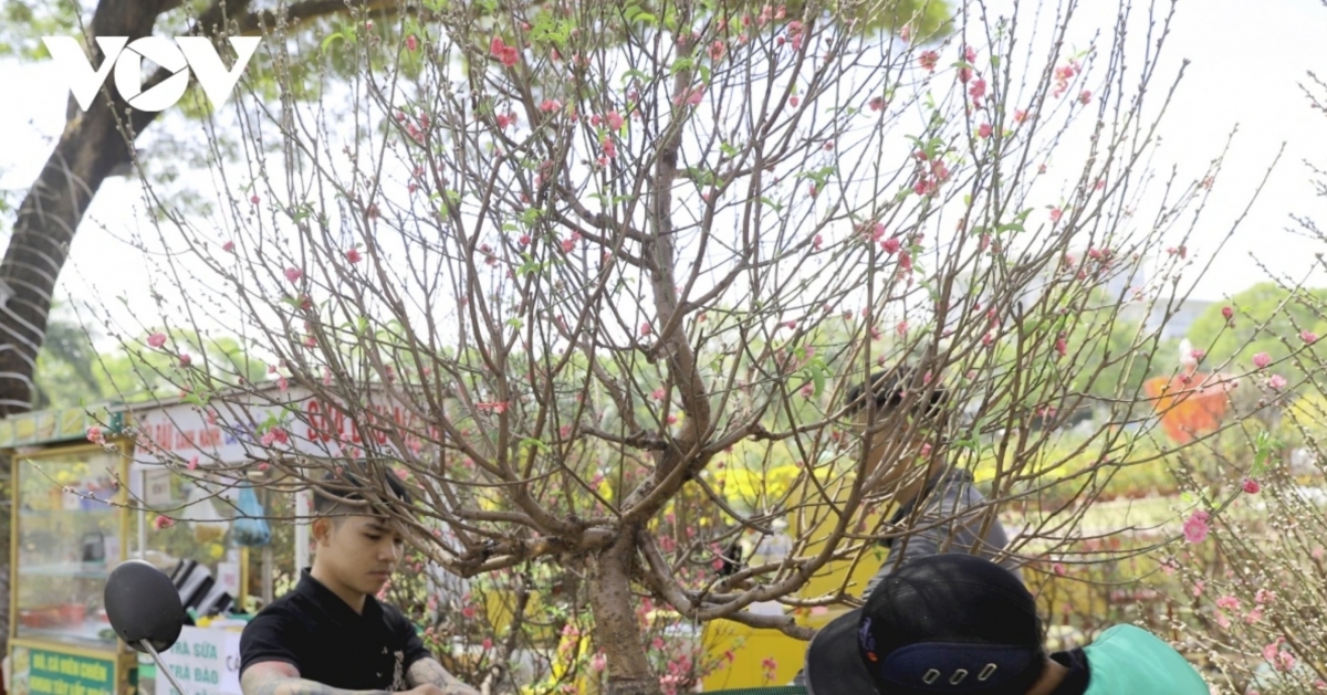 spring colors fill lunar new year flower market in buon ma thuot picture 4