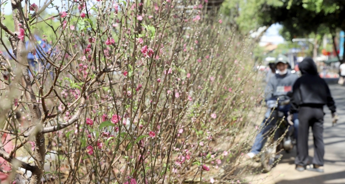 spring colors fill lunar new year flower market in buon ma thuot picture 10