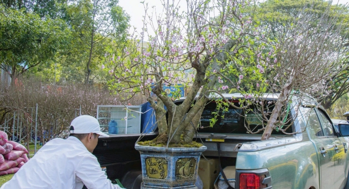 spring colors fill lunar new year flower market in buon ma thuot picture 11