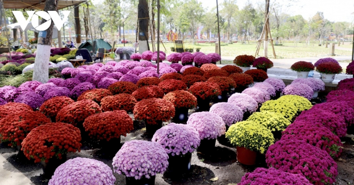 spring colors fill lunar new year flower market in buon ma thuot picture 14