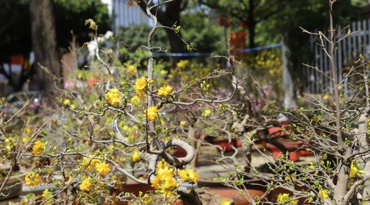 spring colors fill lunar new year flower market in buon ma thuot picture 6