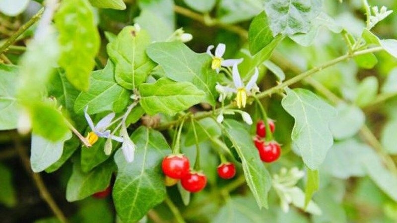 Loại cây mọc hoang được ví như “thần dược” cho gan