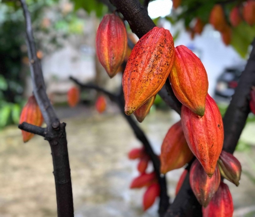 vietnam looks to shape quality cocoa brand on global map picture 1