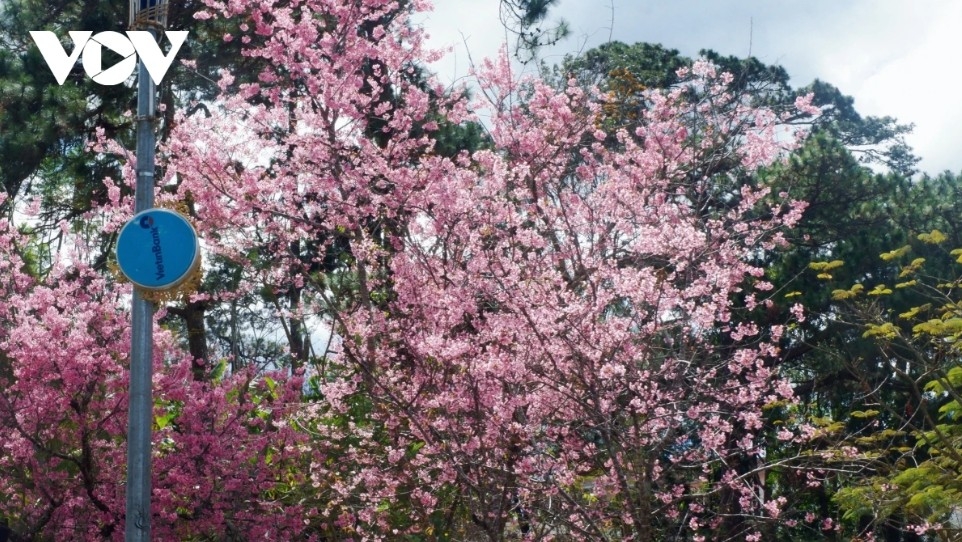 da lat glows pink as cherry blossoms reach peak bloom in years picture 3