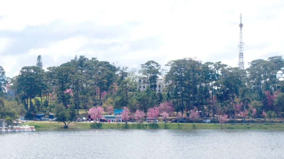 da lat glows pink as cherry blossoms reach peak bloom in years picture 1