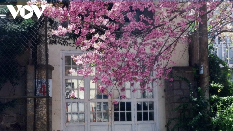 da lat glows pink as cherry blossoms reach peak bloom in years picture 10