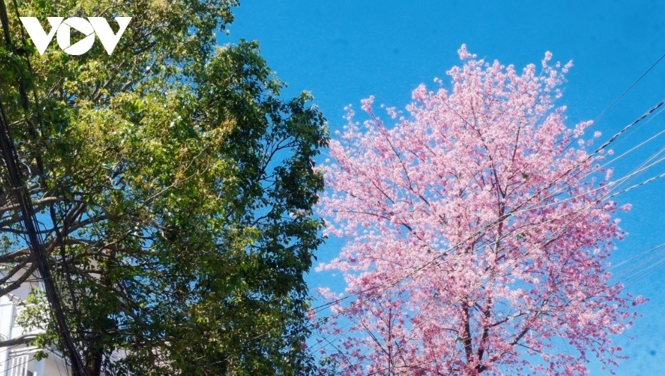 da lat glows pink as cherry blossoms reach peak bloom in years picture 12