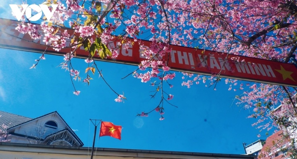 da lat glows pink as cherry blossoms reach peak bloom in years picture 13