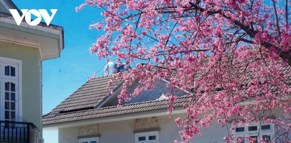 da lat glows pink as cherry blossoms reach peak bloom in years picture 14