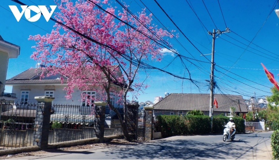 da lat glows pink as cherry blossoms reach peak bloom in years picture 15