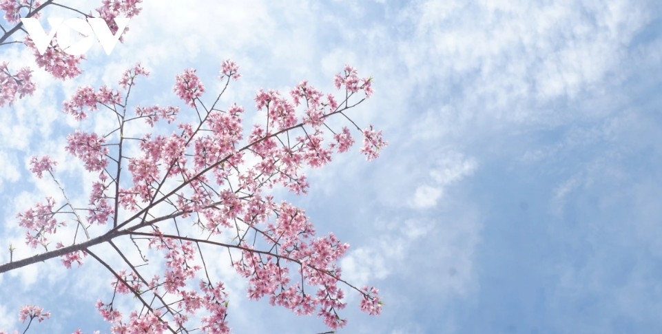 da lat glows pink as cherry blossoms reach peak bloom in years picture 16