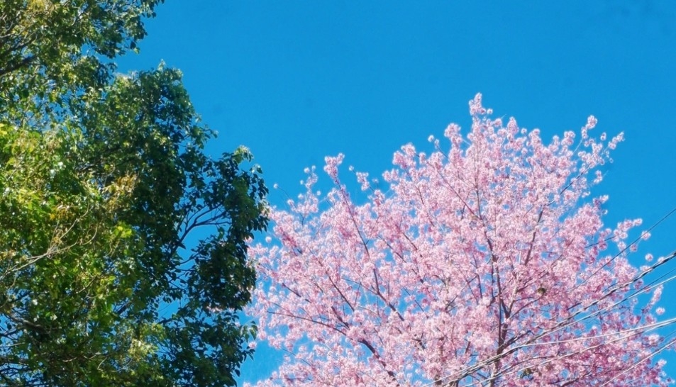 da lat glows pink as cherry blossoms reach peak bloom in years picture 17