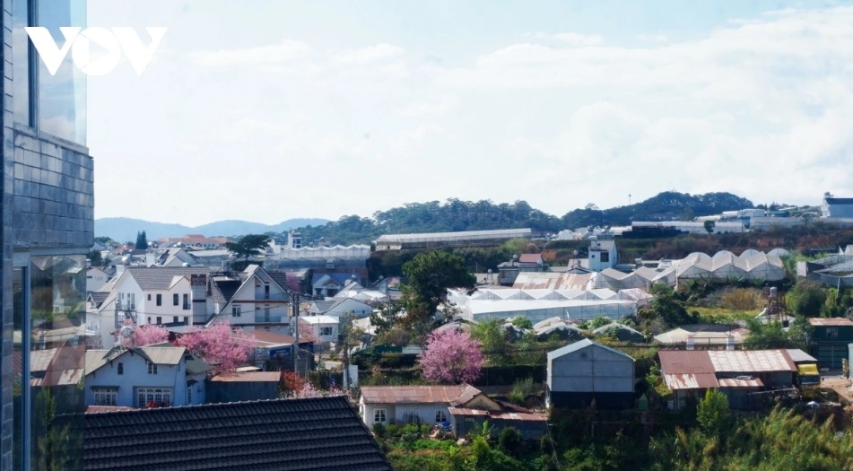 da lat glows pink as cherry blossoms reach peak bloom in years picture 18
