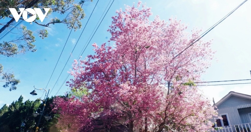 da lat glows pink as cherry blossoms reach peak bloom in years picture 4