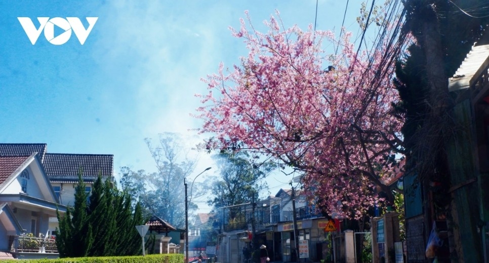 da lat glows pink as cherry blossoms reach peak bloom in years picture 5