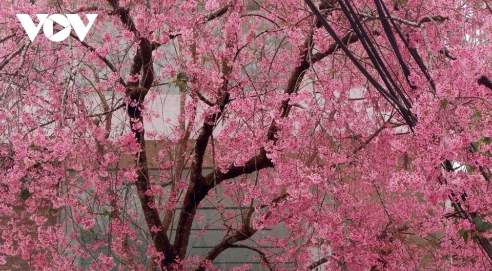 da lat glows pink as cherry blossoms reach peak bloom in years picture 7