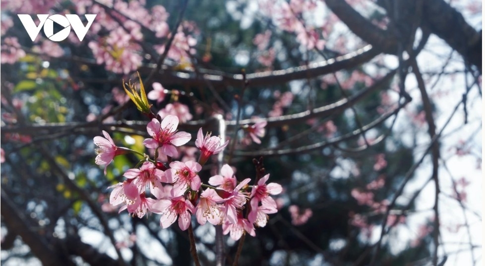 da lat glows pink as cherry blossoms reach peak bloom in years picture 8