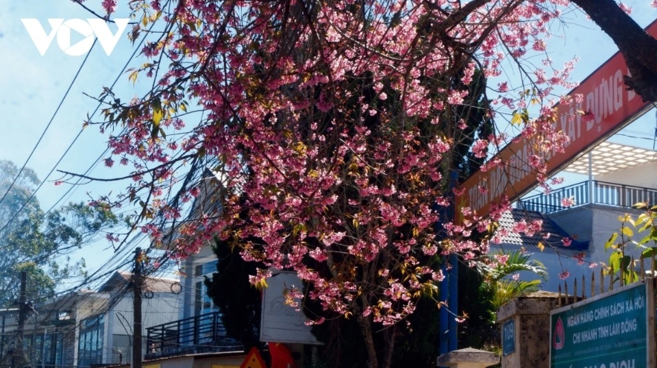 da lat glows pink as cherry blossoms reach peak bloom in years picture 9