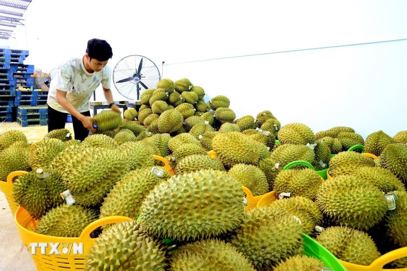 vietnam, china bolster cooperation in agricultural trade picture 1
