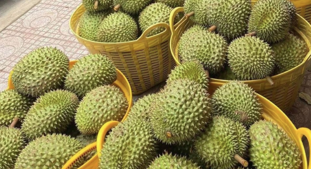 Taiwan tightens inspection of durian imports from Vietnam