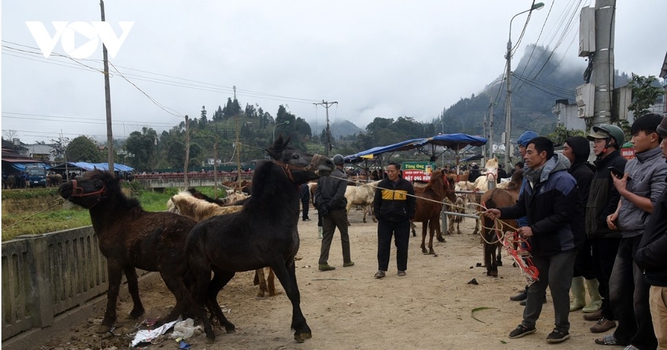 horse market amid the mist in bac ha highlands picture 9