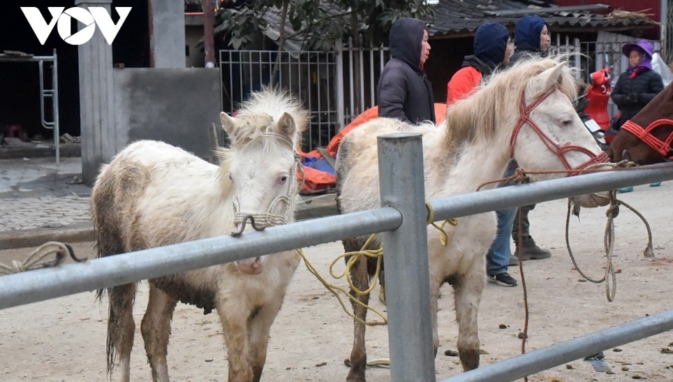 horse market amid the mist in bac ha highlands picture 6