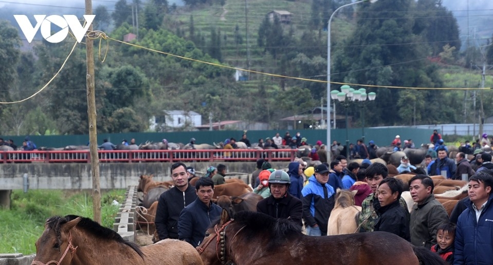 horse market amid the mist in bac ha highlands picture 13