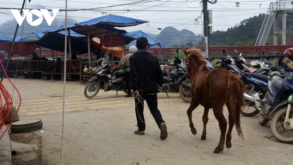 horse market amid the mist in bac ha highlands picture 16