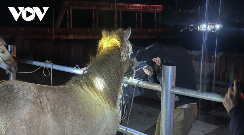 horse market amid the mist in bac ha highlands picture 3