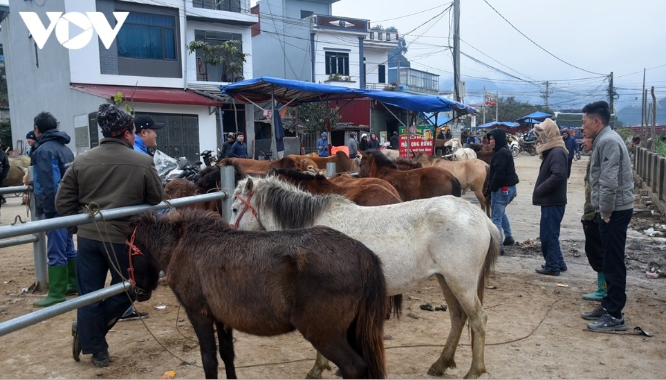 horse market amid the mist in bac ha highlands picture 4