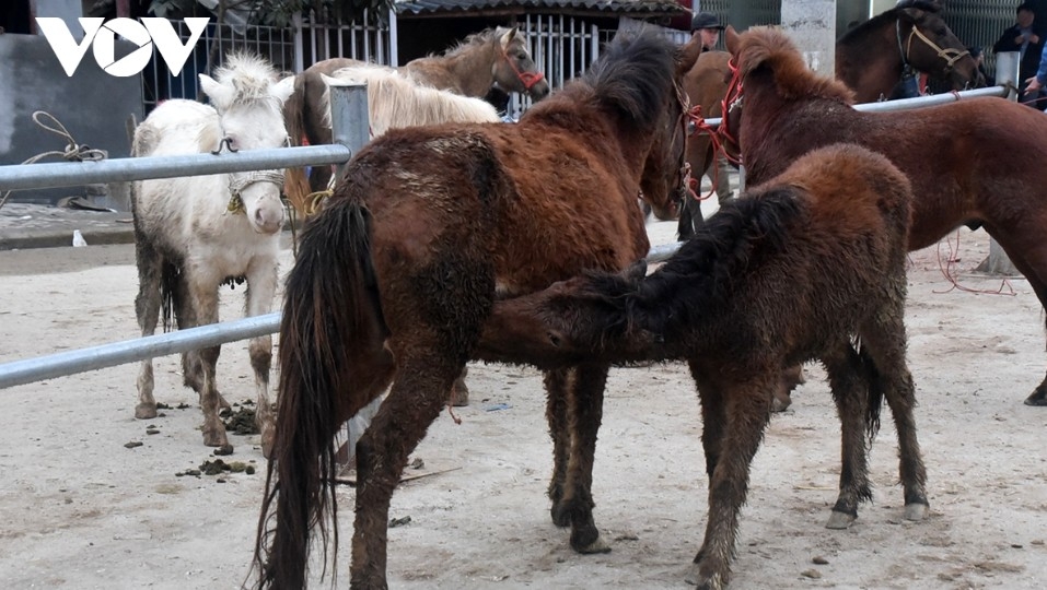 horse market amid the mist in bac ha highlands picture 5