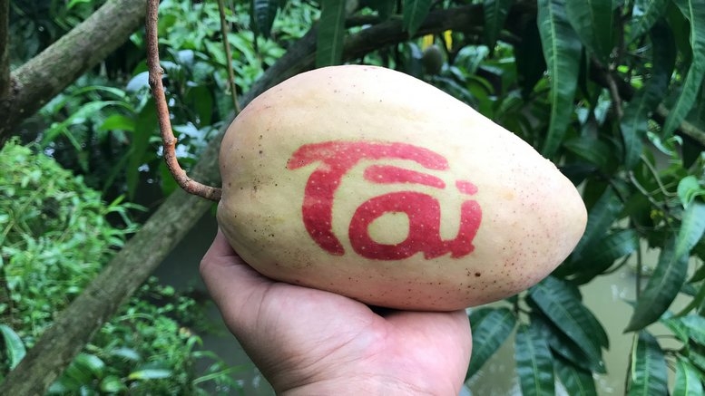 Xoài tạo hình độc lạ, giá cao vẫn hút khách Tết Bính Ngọ 2026