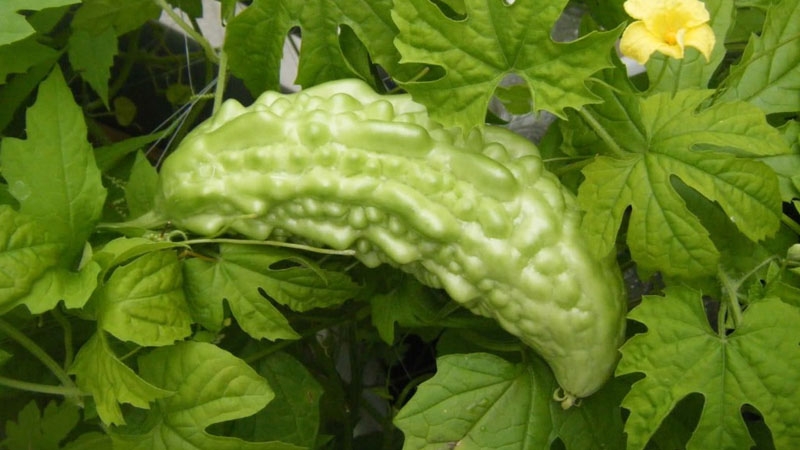 Lá khổ qua có ăn được không? Sự thật khiến nhiều người bất ngờ