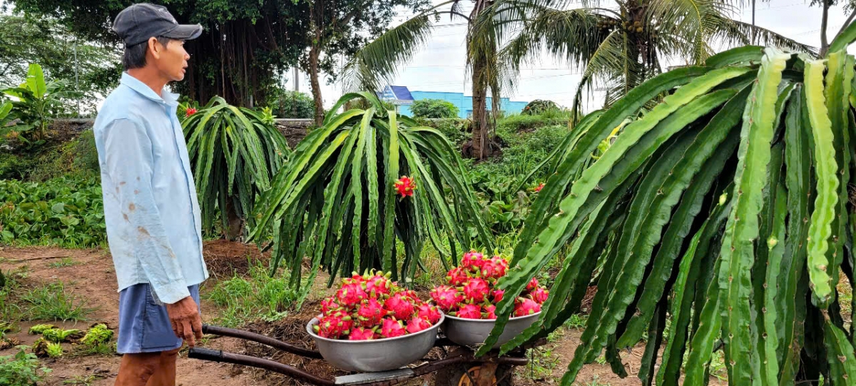 Ngày Tết, trái thanh long ở Đồng Tháp tăng giá bất thường